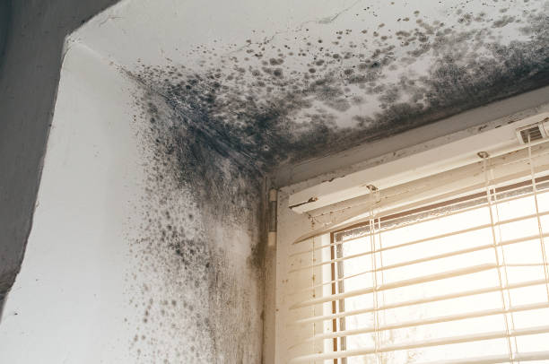 Affordable Black Mold Remediation solutions in Hollidaysburg, PA